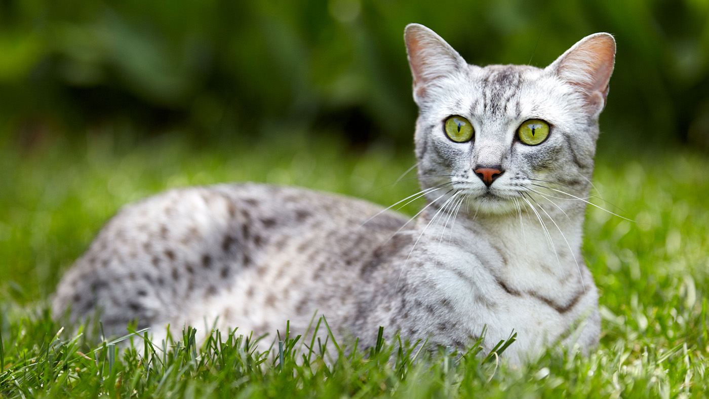 Egyptian Mau cat laying in grass