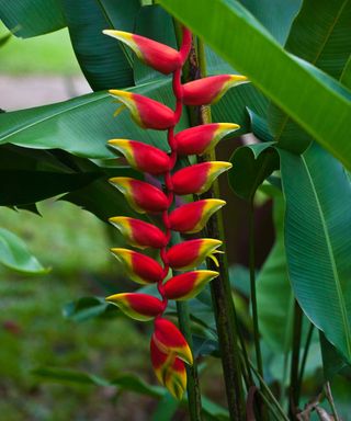 false bird of paradise flowers