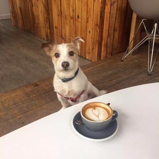 Freddie is Creative Bloq's unofficial office dog – don't be fooled by those big brown eyes!