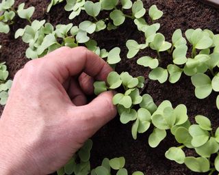 thinning out radish seedlings
