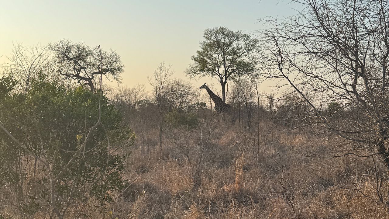 Safari photo from the iPhone 15 Pro