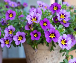 how to fertilize flowering container plants