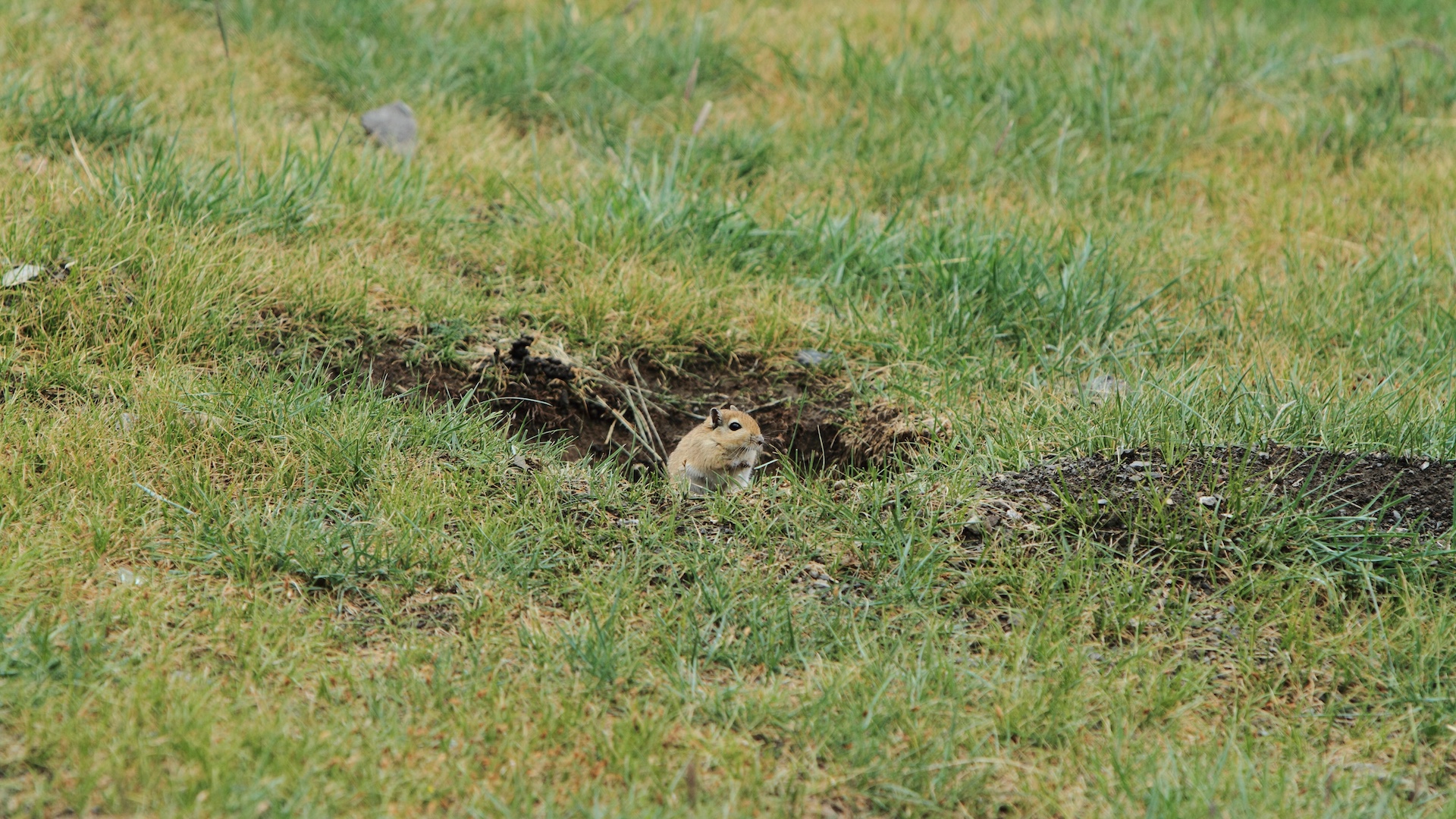 Mongolian rodent in its natural habitat