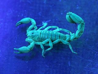 Blue, Organism, Scorpion, Electric blue, Terrestrial animal, Turquoise, Teal, Aqua, Azure, Cobalt blue,