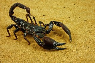 A scorpion crawls across the sand.