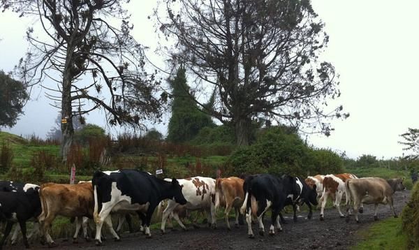 Watch out for cows crossing