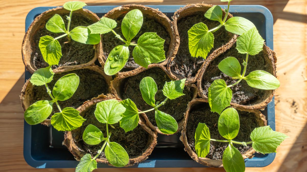 Don't Transplant Seedlings Until You See True Leaves or Your Plants Will Struggle – Here's What to Look For