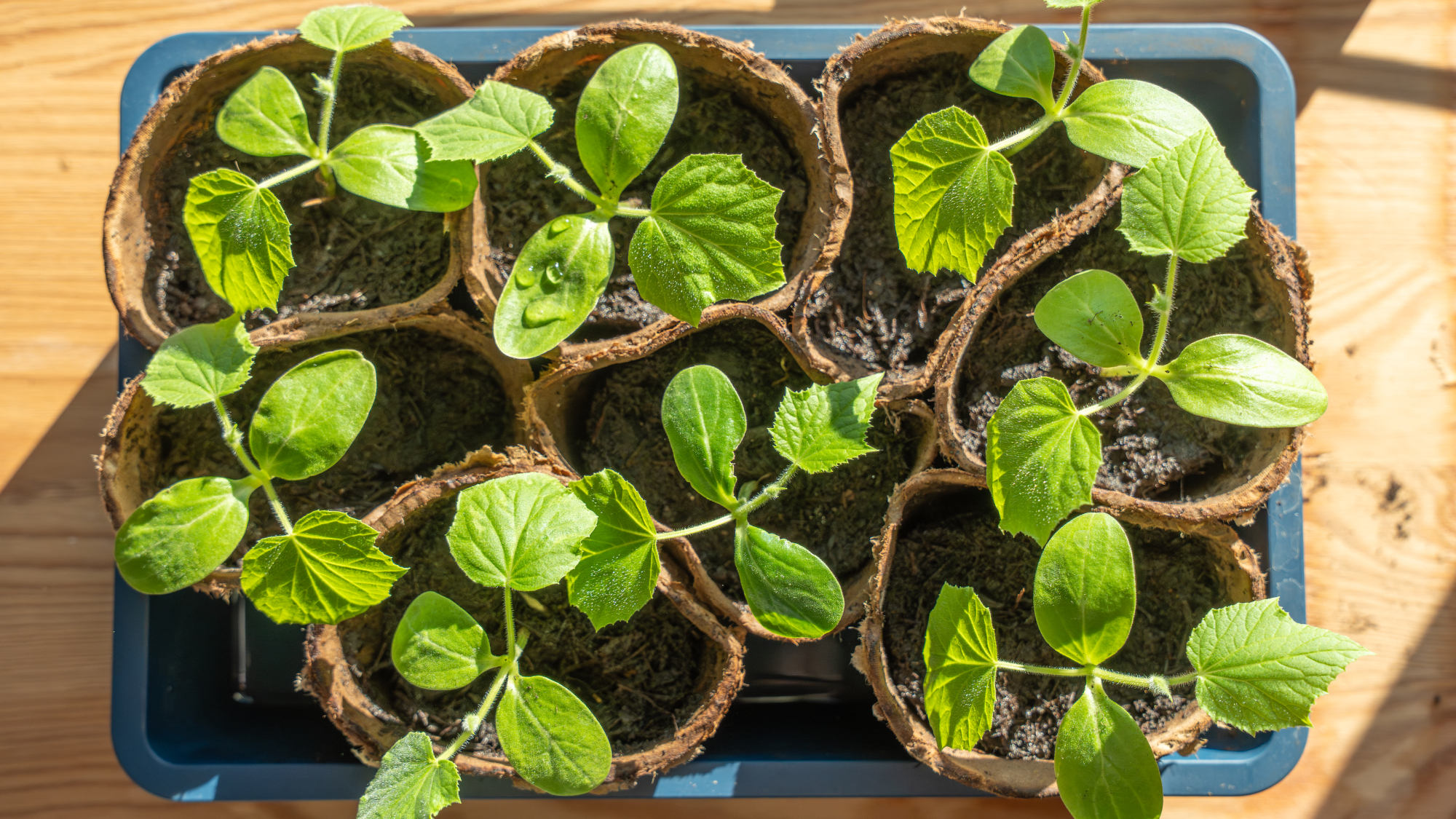 cucumber seedlings in pots