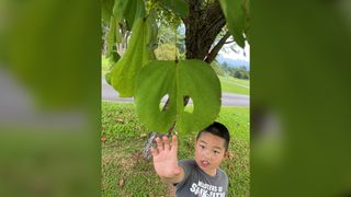 Here we see the son of Zhuo Feng of Yunnan University in Kunming, China collecting a leaf of Bauhinia which shows signs of symmetrical insect-feeding damage.