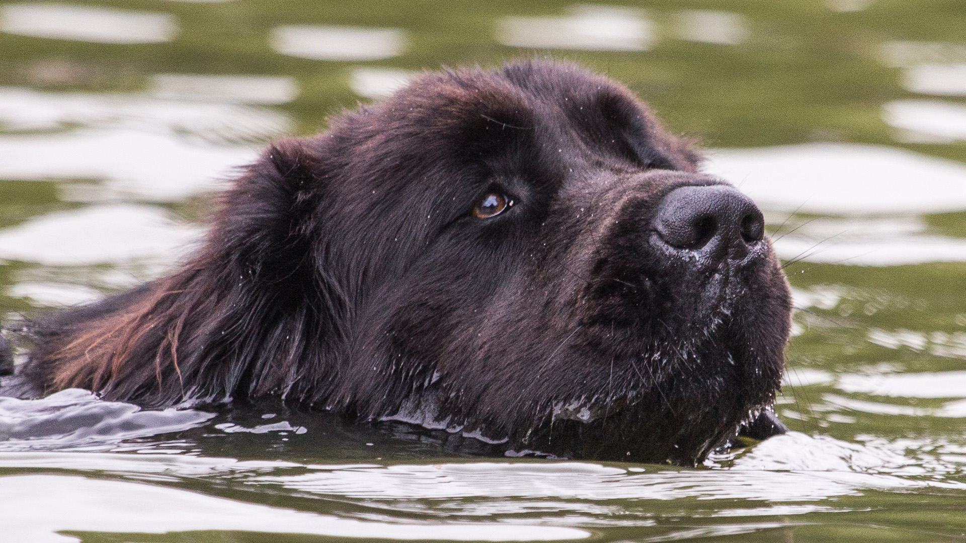 Newfoundland swimming