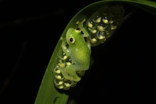 Glass frogs like this one in Oaxaca, Mexico, have translucent skin, meaning their hearts, guts and other internal organs are visible from the outside of their bodies.
