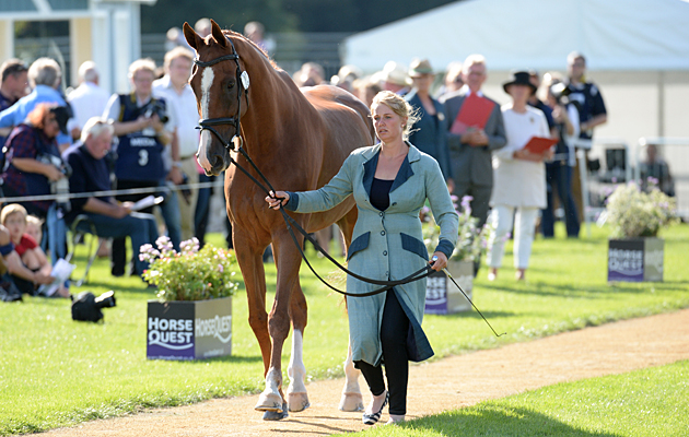 Roo Fox riding FLEET STREET during the 1st Vet Check at The Land Rover Burghley Horse Trials near Stamford in Lincolnshire UK on 31st August 2016