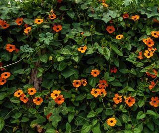 Black-Eyed Susan Vine (Thunbergia alata) overhanging a wall