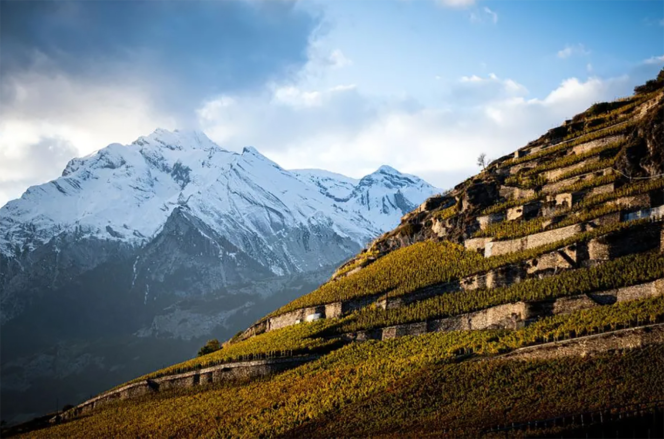Terraced-vineyards-in-Valais.-Credit-Swiss-Wine-Promotion.jpg