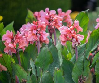 pink canna lily flowers