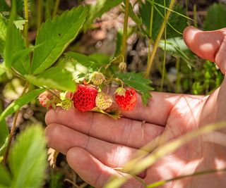 Hand holding wild alpine strawberries