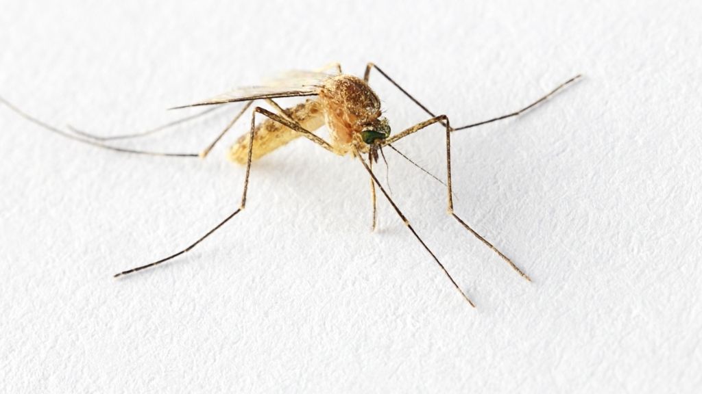 close-up of a mosquito of the genus culex, against a white background