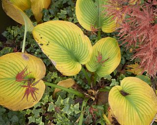 brown and yellow hosta leaves in autumn