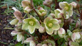 A hellebore plant (Ivory Prince) blooming with raindrops in late winter