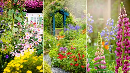 Learning how to plan a cottage garden is always useful. Here are thee pictures of cottage gardens - one with tall green plants and yellow and light pink flowers, one with a winding gray path and a blue pergola with red flowers around it, and one with light and dark purple flowers