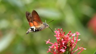 Hummingbird hawk moth