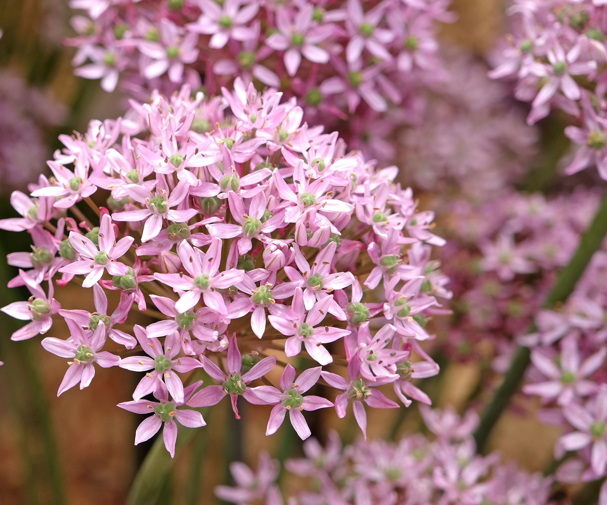 alliums with pink flower heads in detail