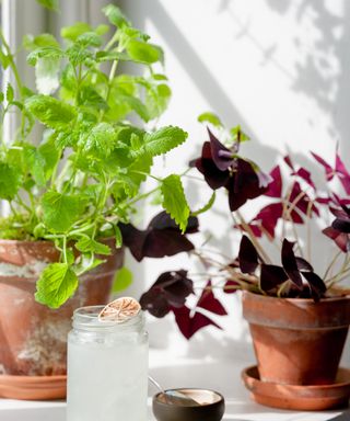 Mint and shamrock growing on a window sill