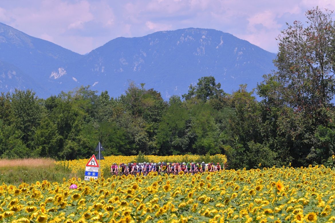The mountains loom ahead of the peloton with sunflowers a happy distraction