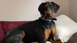 Percy the Doberman having a tantrum