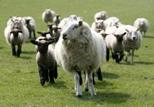 LOCKS_FARM_GENERIC_010.jpg
