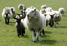 LOCKS_FARM_GENERIC_010.jpg