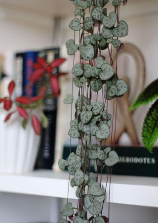 String of hearts plant (Ceropegia woodii) cascading over a bookshelf
