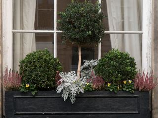 window box with topiary