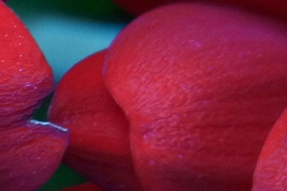 ISO 100 crop