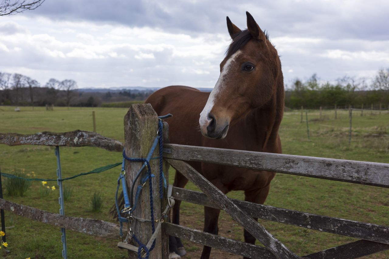 A horse looking over a fence