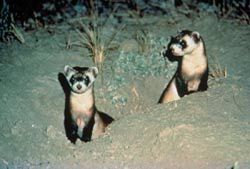 Endangered black-footed ferrets are making a comeback in Arizona.