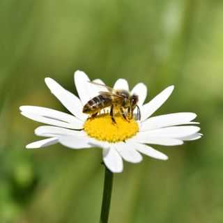 Close up of a honey bee sitting on a daisy on a blurred green background