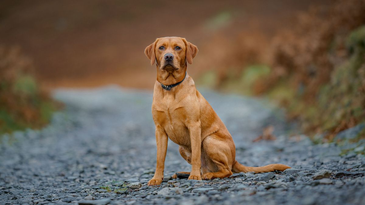 Labrador sitting on the ground outside