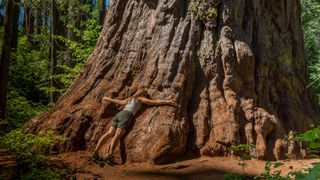 woman embracing the base of the trunk of a giant tree, Sequoiadendron giganteum, at Calaveras Big Trees State Park
