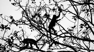 A silhouette of two Howler monkeys in Panama