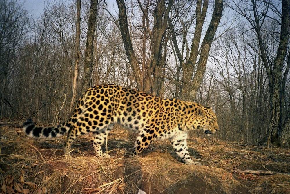 An Amur leopard.