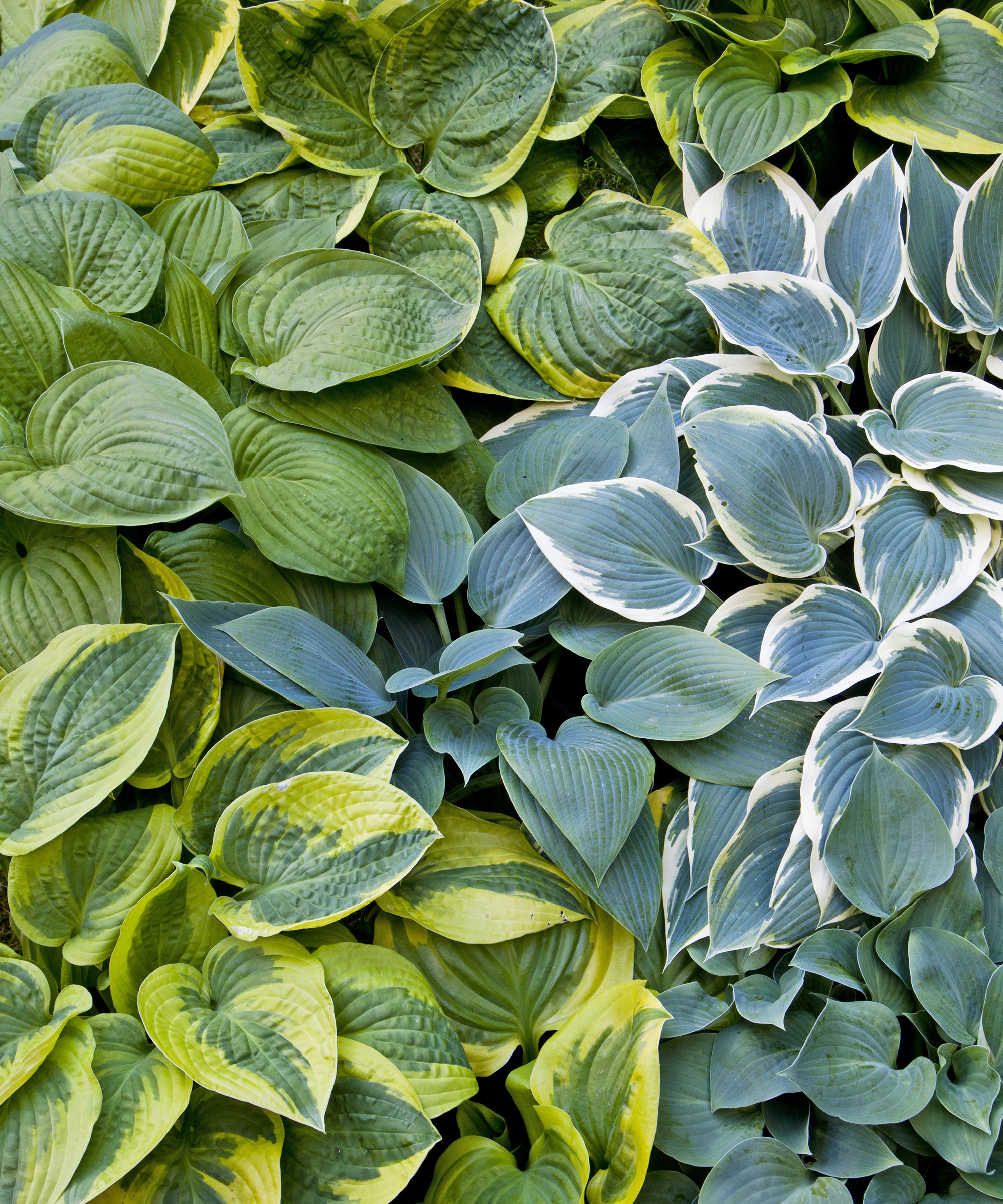Hostas grouped together in the garden