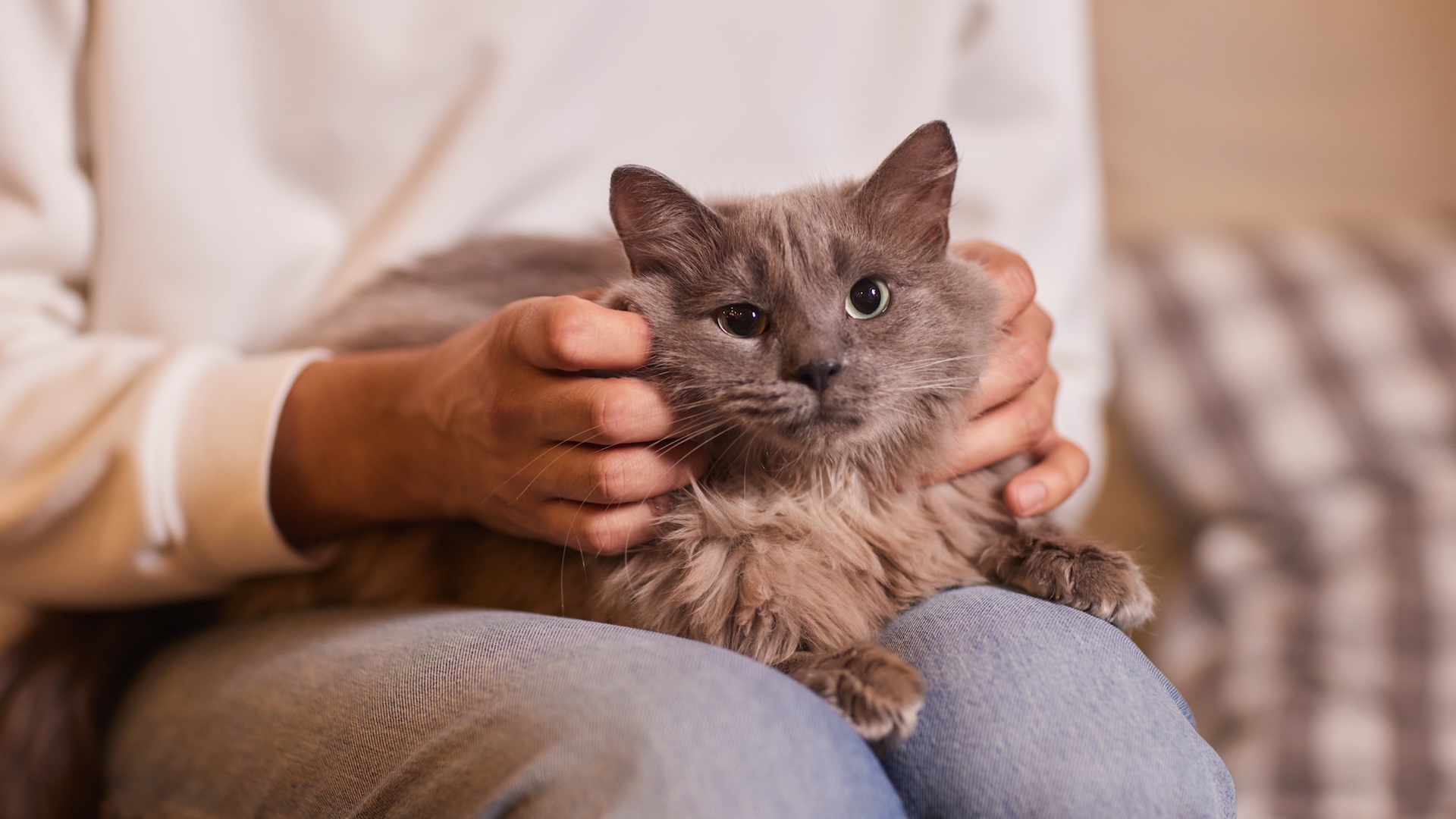 a cat sits in a person&#039;s lap