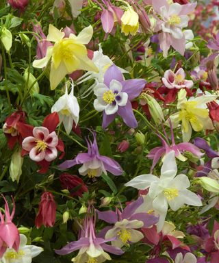 Aquilegia- 'Songbird Series Mixed' a collection of bright shades