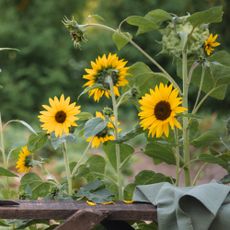Sunflowers behind a bench