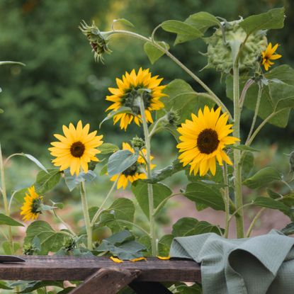 Sunflowers behind a bench