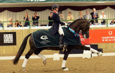 festival of dressage