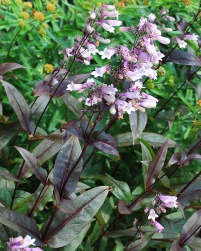 Penstemon Dark Towers