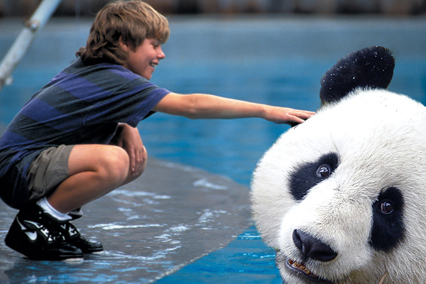 Free Panda