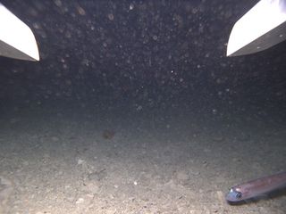 A fish swims in front of a remotely-operated camera in the grounding zone.